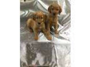 Golden Retriever Puppy for sale in Tower City, PA, USA