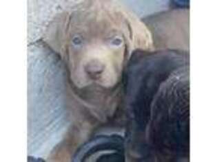 Mastiff Puppy for sale in Gettysburg, PA, USA