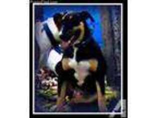 Bull Terrier Puppy for sale in MC DAVID, FL, USA