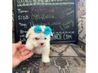 Maltese Puppy for sale in Colorado City, TX, USA