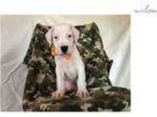 Dogo Argentino Puppy for sale in Lancaster, PA, USA