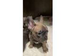 French Bulldog Puppy for sale in Princeton, NC, USA