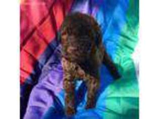 Labradoodle Puppy for sale in Broken Arrow, OK, USA