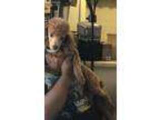 Mutt Puppy for sale in Kansas City, KS, USA
