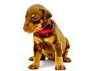 Doberman Pinscher Puppy for sale in Rock Hill, SC, USA