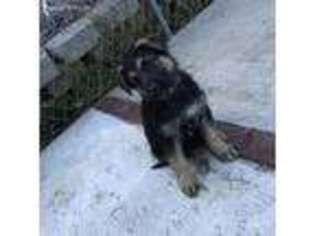 German Shepherd Dog Puppy for sale in Monmouth, OR, USA