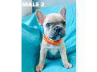 French Bulldog Puppy for sale in Milton, DE, USA