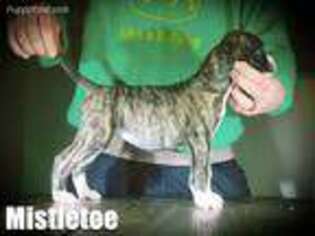 American Bulldog Puppy for sale in Centerburg, OH, USA