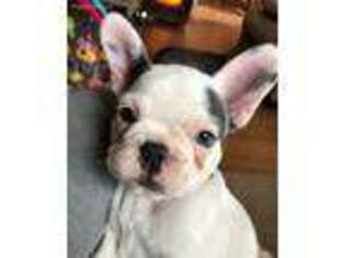 French Bulldog Puppy for sale in Seaford, DE, USA