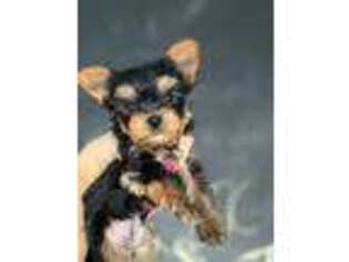 Yorkshire Terrier Puppy for sale in Wilmette, IL, USA