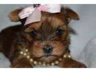 Yorkshire Terrier Puppy for sale in Fairfax, MO, USA