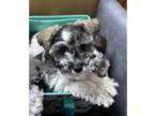 Mutt Puppy for sale in Spring, TX, USA
