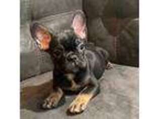 French Bulldog Puppy for sale in Monument, CO, USA