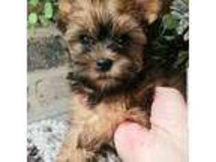 Yorkshire Terrier Puppy for sale in Hot Springs Village, AR, USA
