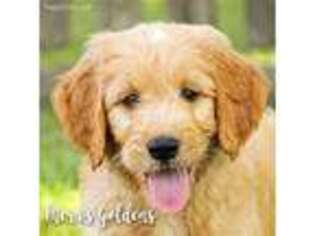 Goldendoodle Puppy for sale in Brookhaven, MS, USA