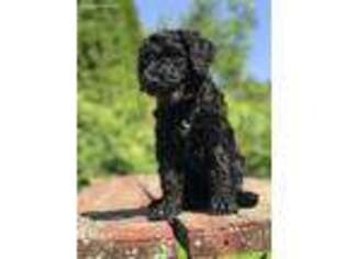 Labradoodle Puppy for sale in East Freedom, PA, USA