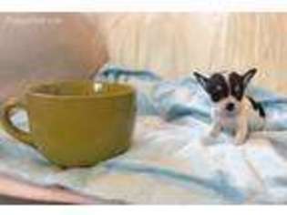 Chihuahua Puppy for sale in Jefferson, OH, USA