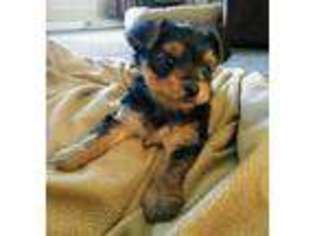 Yorkshire Terrier Puppy for sale in Cedar Falls, IA, USA