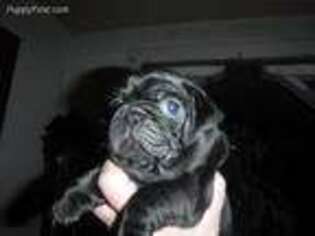 Pug Puppy for sale in Swanton, OH, USA