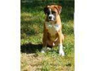 Boxer Puppy for sale in Newburgh, NY, USA