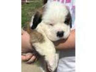 Saint Bernard Puppy for sale in Mcalester, OK, USA