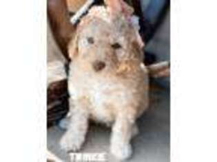 Mutt Puppy for sale in Salem, UT, USA
