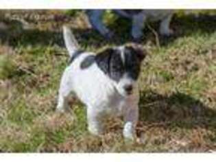 Jack Russell Terrier Puppy for sale in Prague, OK, USA