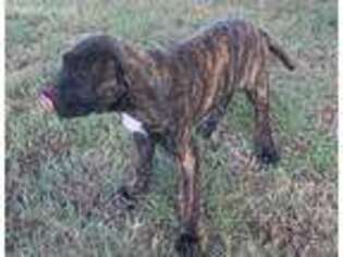 Mastiff Puppy for sale in Ben Wheeler, TX, USA