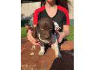 German Shorthaired Pointer Puppy for sale in Sparta, WI, USA