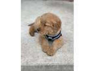 Golden Retriever Puppy for sale in Westland, MI, USA
