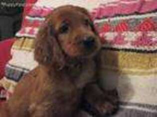 Irish Setter Puppy for sale in Guntersville, AL, USA
