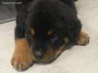 Rottweiler Puppy for sale in Gainesville, FL, USA