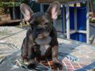 French Bulldog Puppy for sale in Lake Forest, CA, USA