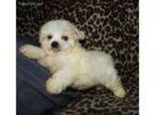 Maltese Puppy for sale in New Boston, NH, USA