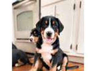 Greater Swiss Mountain Dog Puppy for sale in Reading, PA, USA