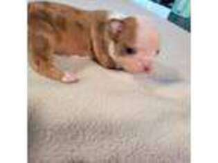 Boston Terrier Puppy for sale in Ingleside, TX, USA