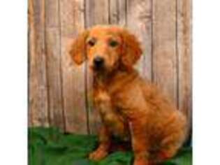 Mutt Puppy for sale in La Center, KY, USA