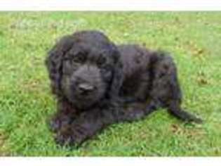 Goldendoodle Puppy for sale in Tyler, TX, USA