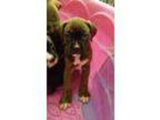 Boxer Puppy for sale in Burgaw, NC, USA