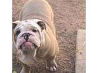 Olde English Bulldogge Puppy for sale in Socorro, TX, USA
