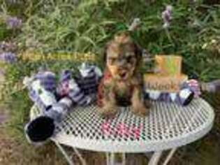 Mutt Puppy for sale in Ridgecrest, CA, USA