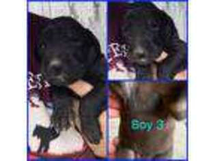 Great Dane Puppy for sale in Brenton, WV, USA