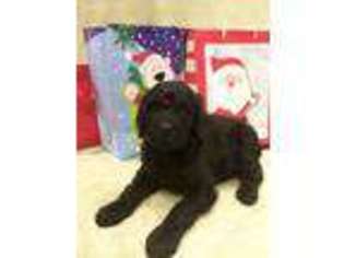 Goldendoodle Puppy for sale in Auburn, IN, USA