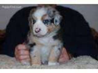 Australian Shepherd Puppy for sale in Zwingle, IA, USA