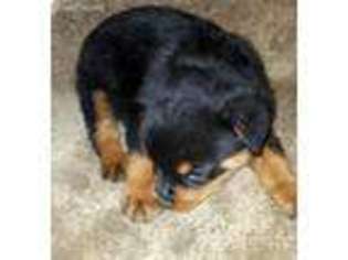 Rottweiler Puppy for sale in Paris, KY, USA