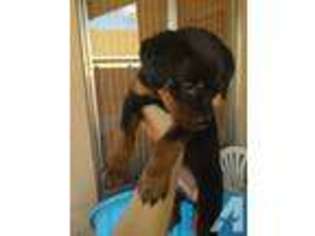 Rottweiler Puppy for sale in TUCSON, AZ, USA