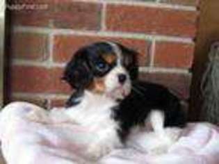 Cavalier King Charles Spaniel Puppy for sale in Georgetown, OH, USA