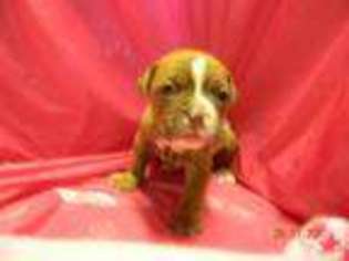 Olde English Bulldogge Puppy for sale in NEW RICHMOND, WI, USA
