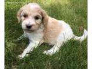Goldendoodle Puppy for sale in Roswell, GA, USA