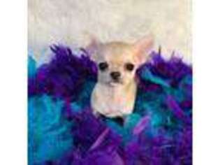Medium Photo #1 Chihuahua Puppy For Sale in The Woodlands, TX, USA